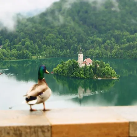 Appartement Cvetka Bled